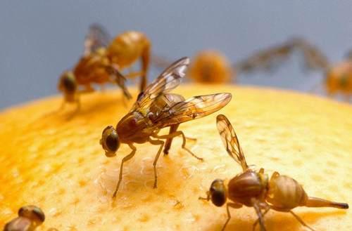 地球上6大最不怕核輻射的動物蟑螂排第六第一生命力最強生物