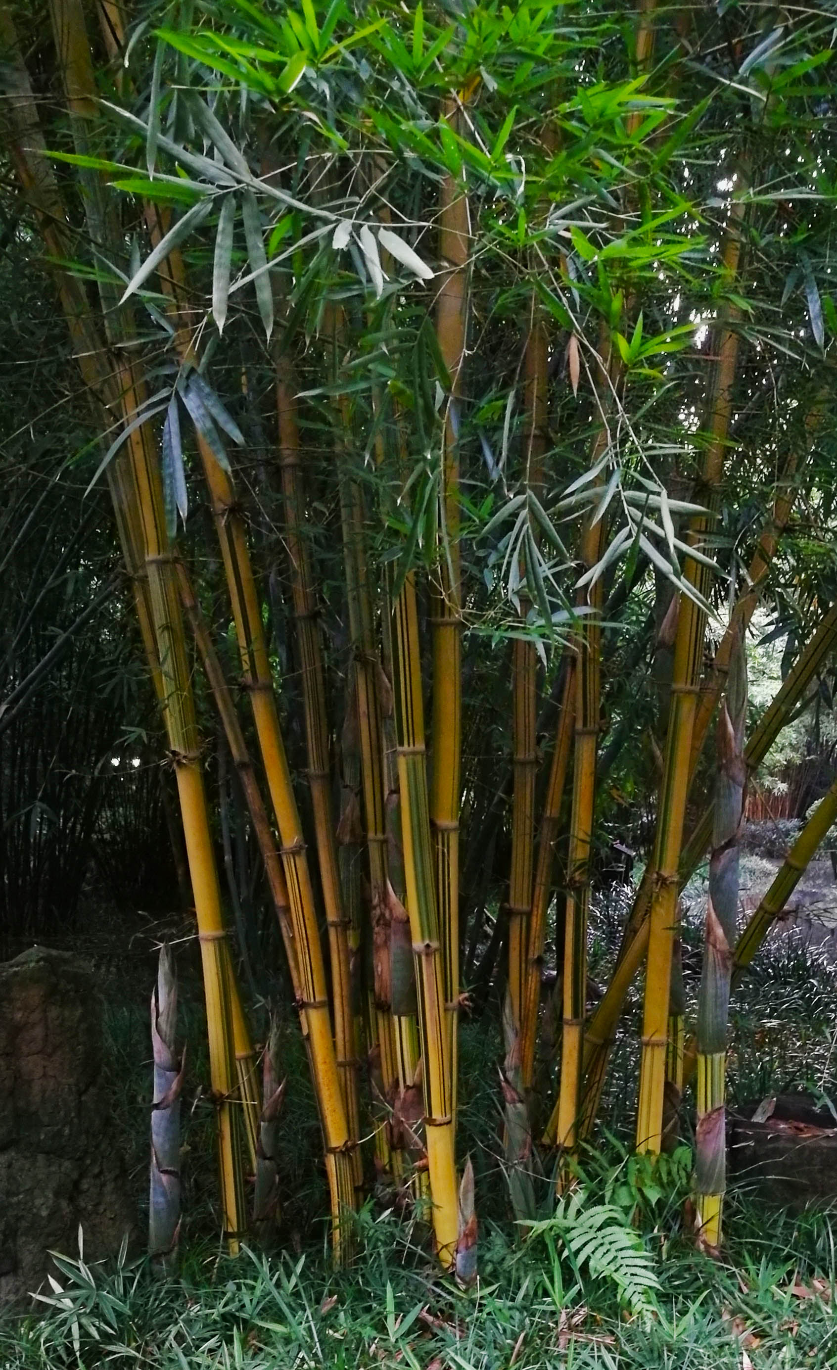 看看竹品种成为中国之最的竹文化园林,有哪些是您没见过的呢