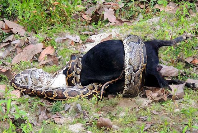 蟒蛇吞动物图片