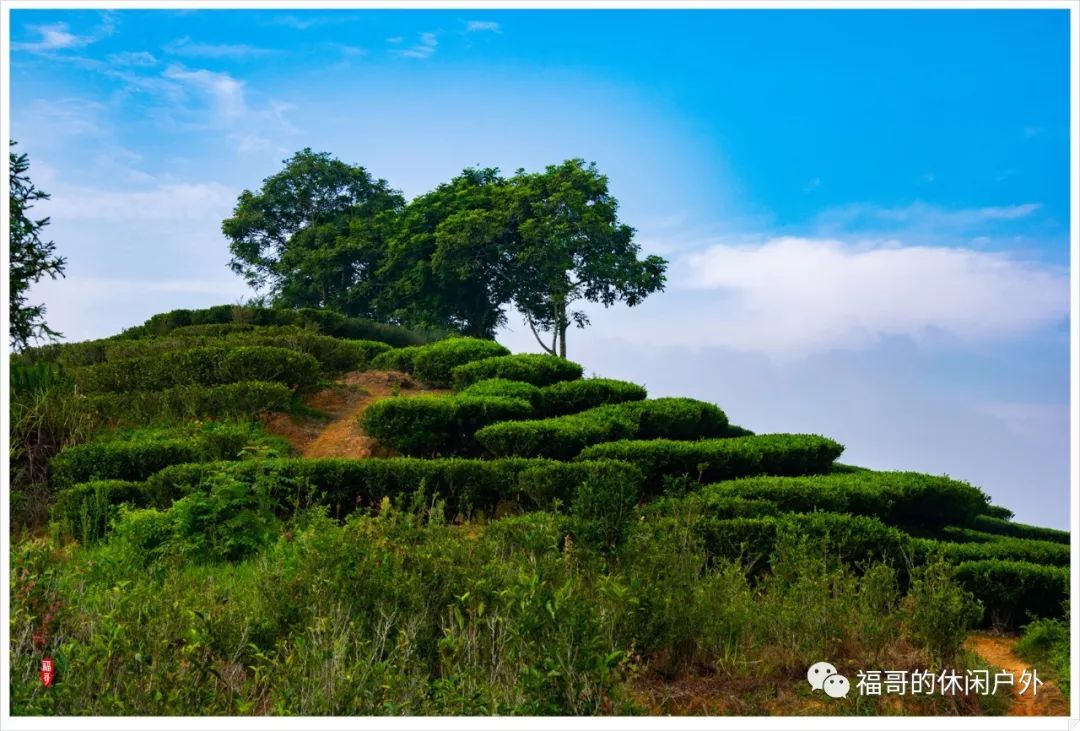 徒步坪溪茶园古山村双髻娘茶园红花树