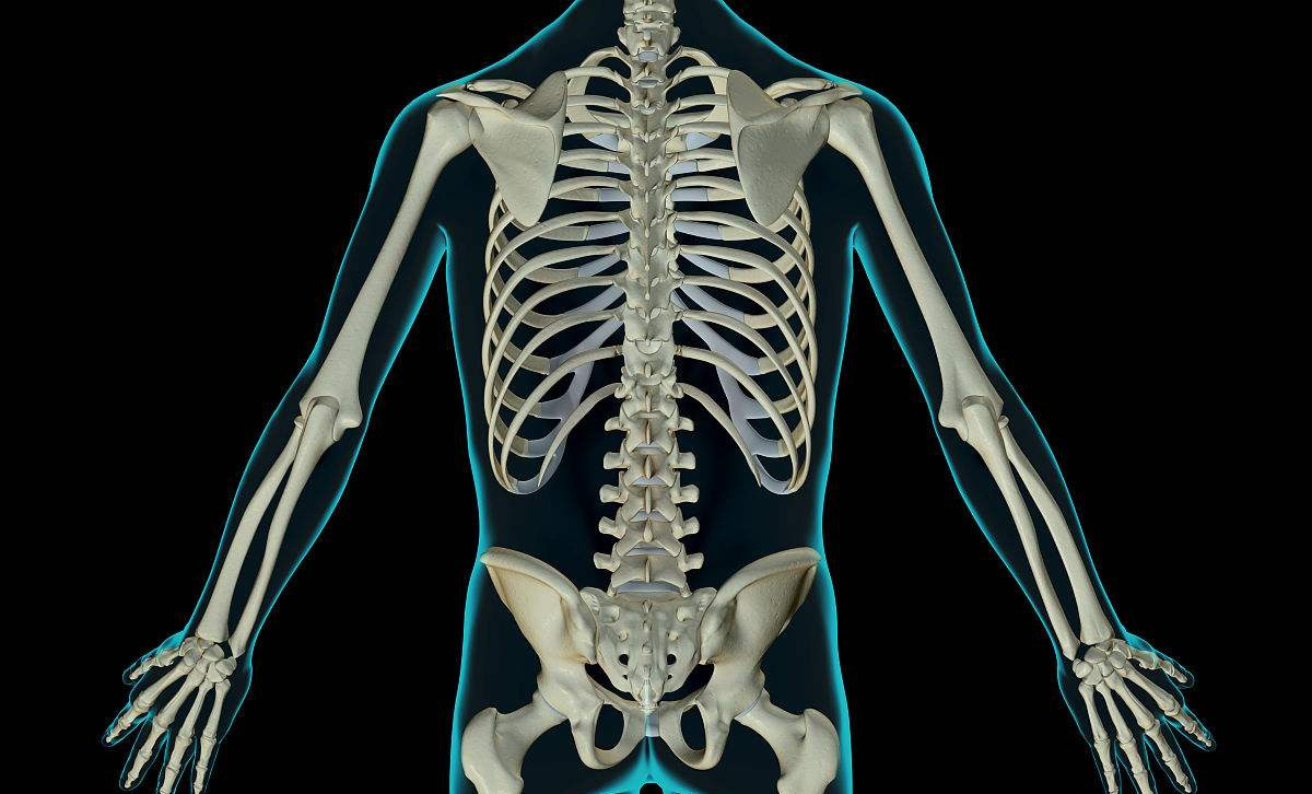 正常人的胸椎骨图片图片