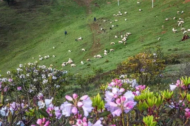 诗意视野|拉衣说布子:请别摘去故乡那一朵最耀眼的索玛花,我还会在梦