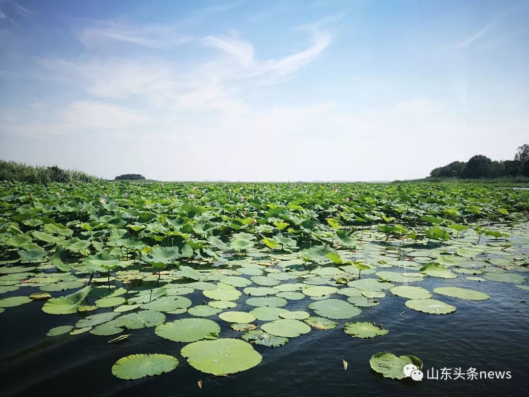 夏日微山湖万亩红荷香