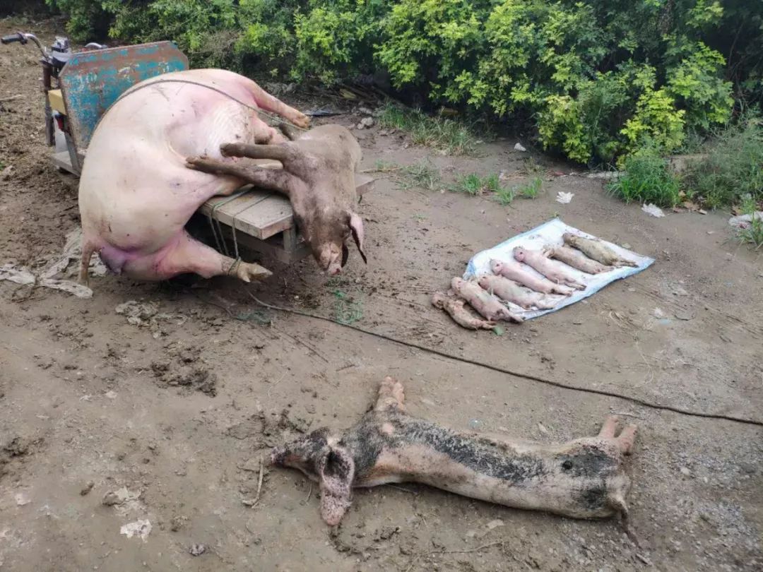 死猪埋猪的图片图片
