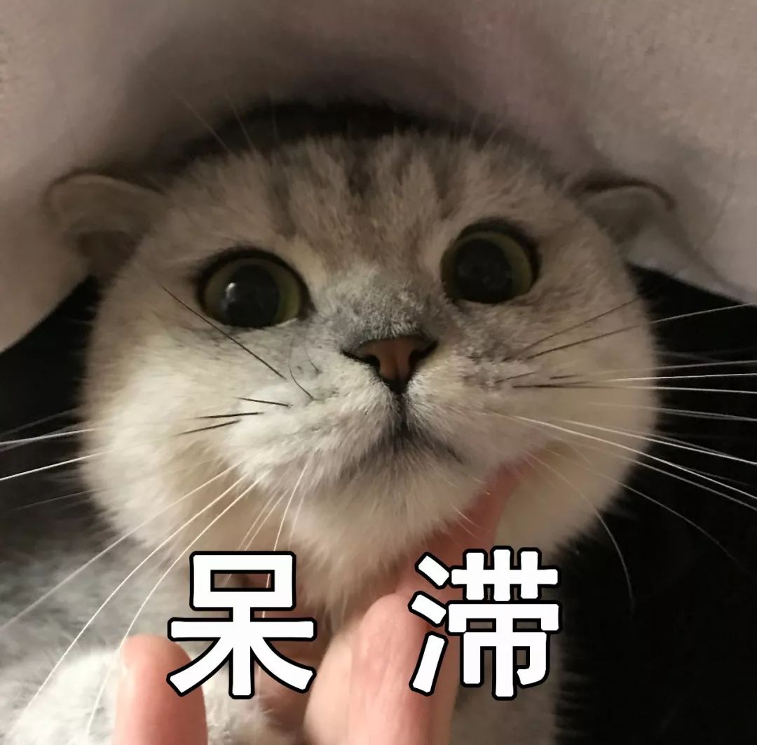 哦nonono叫的猫表情包图片