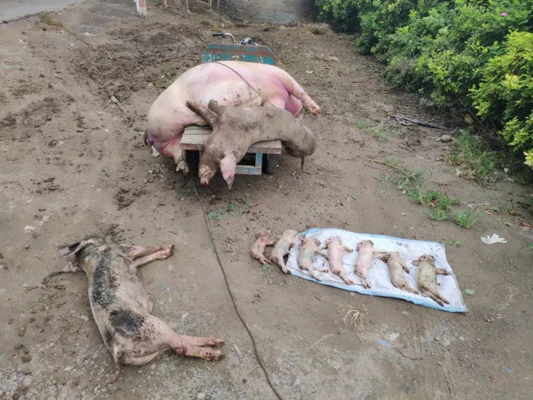 埋死猪照片图片