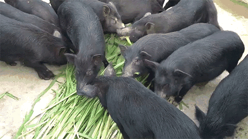 猪吃食动图gif图片