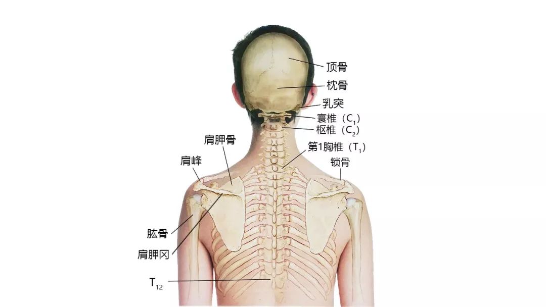 男生脖子结构图片