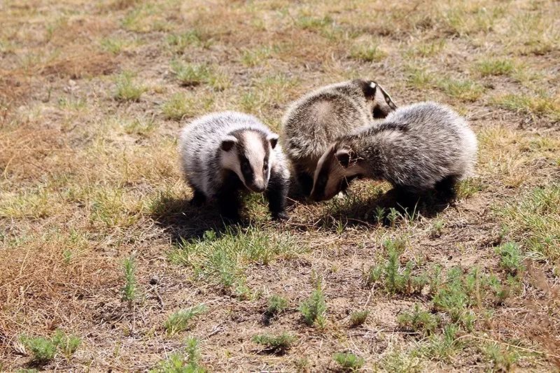 野保資訊內蒙古森林公安保護區救助野生動物來稿彙編