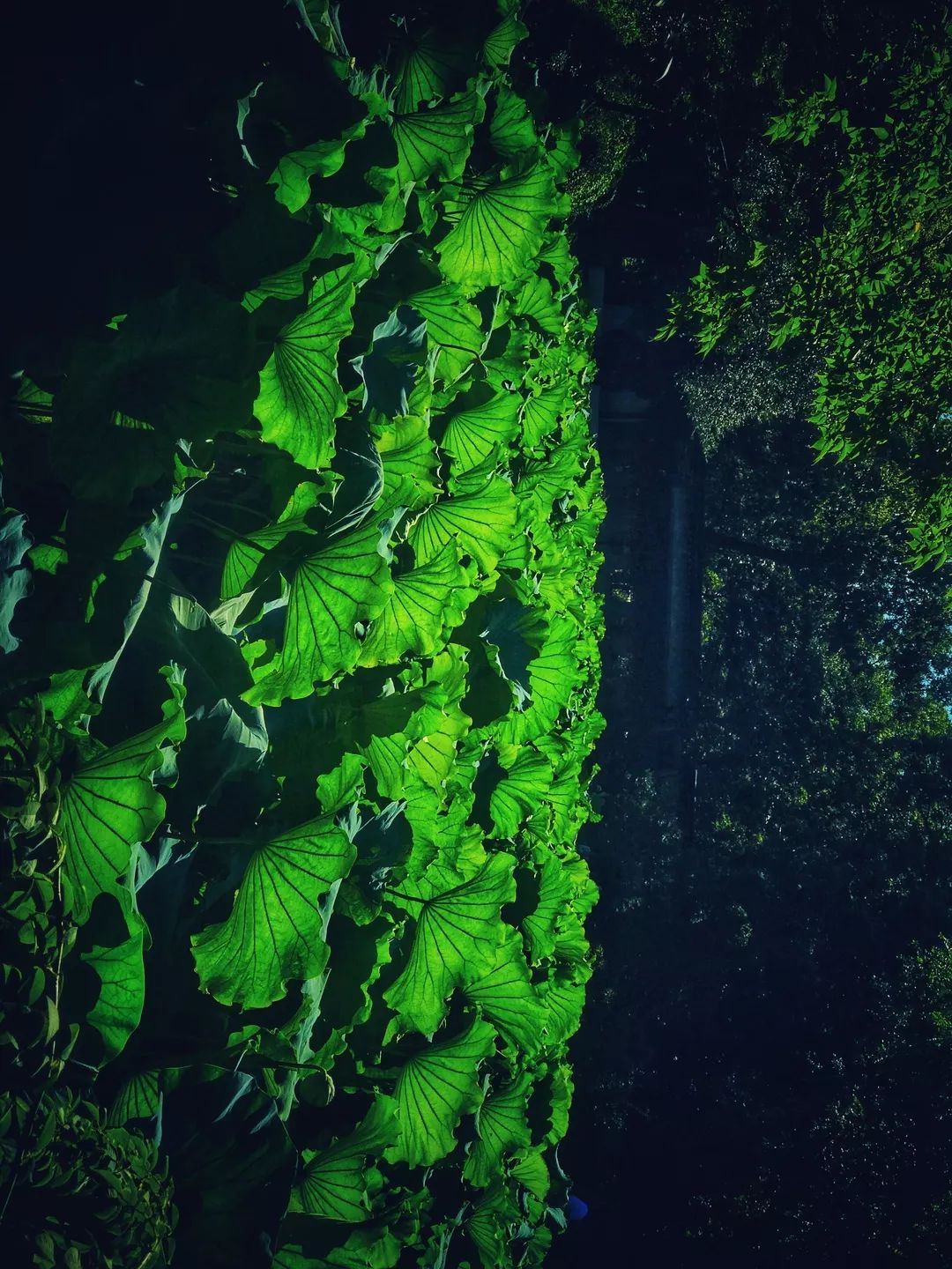 【王府美景】綠樹陰濃夏日長