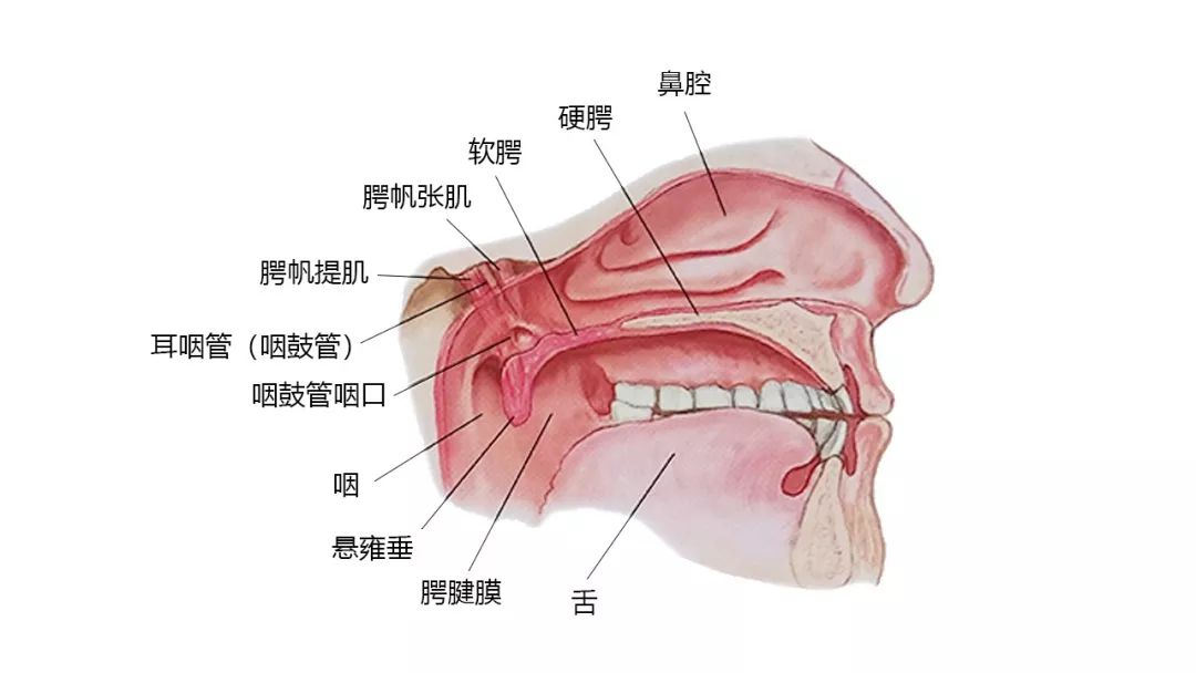 超全27張頭面頸部高清解剖圖珍藏