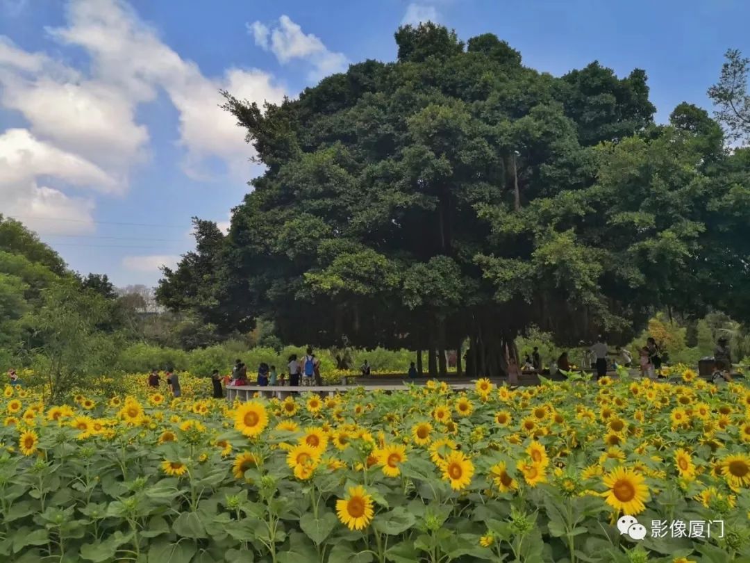 美到窒息廈門忠侖公園大片向日葵悄悄綻放花期短速賞起