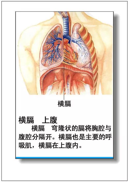 内分泌系统概观图片