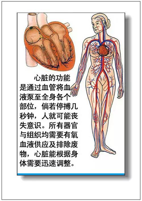 人體器官分部彩圖大全