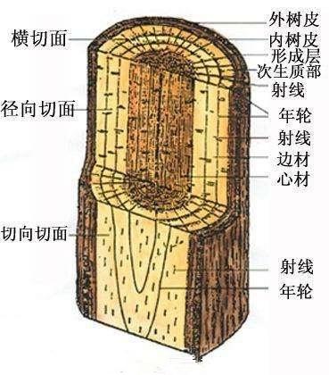 猛犸象牙百科：猛犸象牙怎么辨别真假？揭秘象牙鉴定的最大骗局！