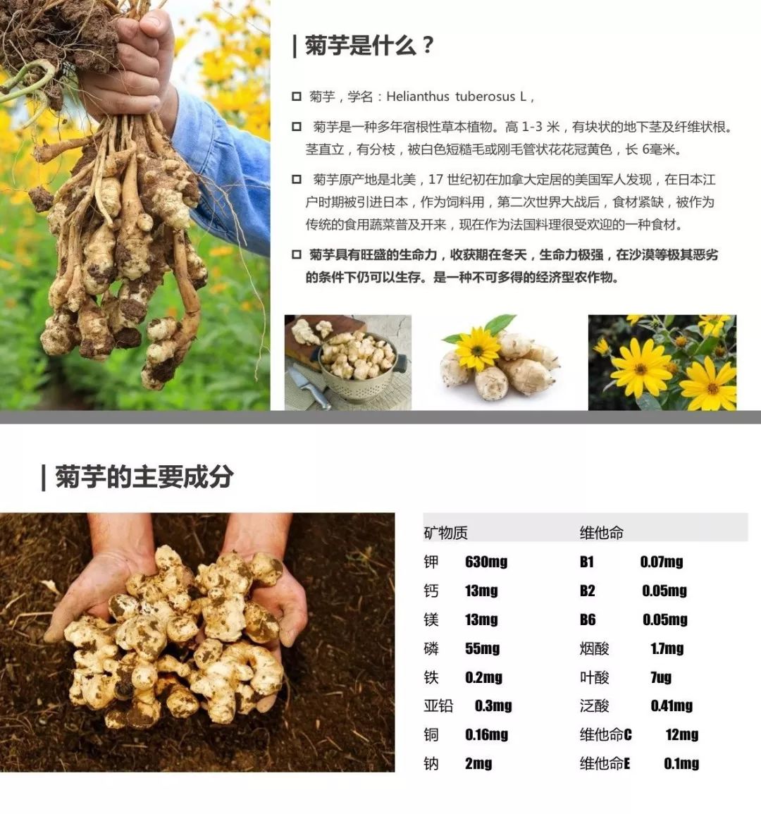 菊粉的功效和作用图片