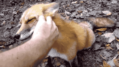 狐狸臭腺图片