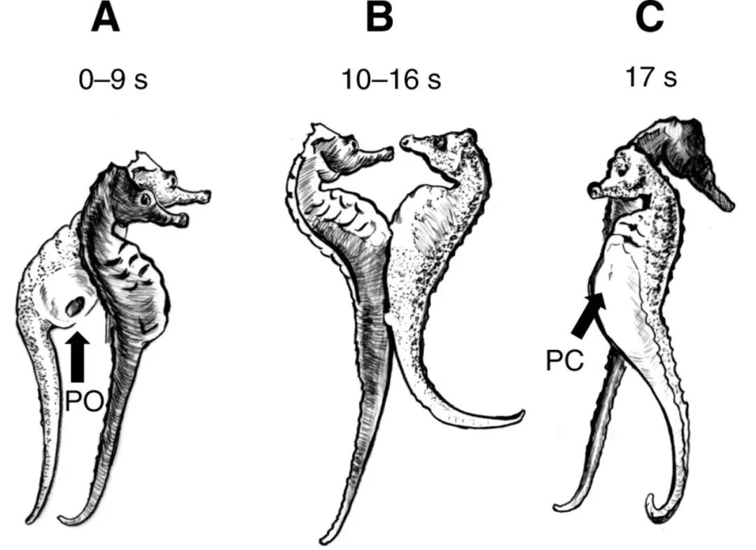 of experimental biology(2007)在周圍靜悄悄的環境下,公海馬和母海馬