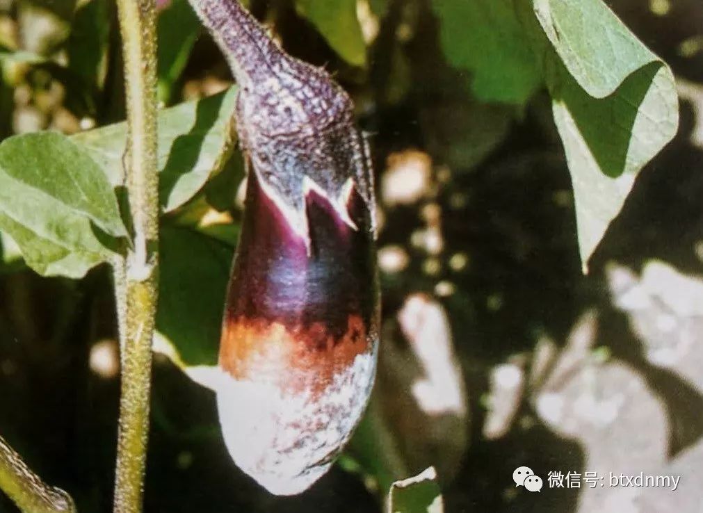 要及时预防辣椒,青椒,彩椒疫病/雨后高温天气要及时防治茄子绵疫病