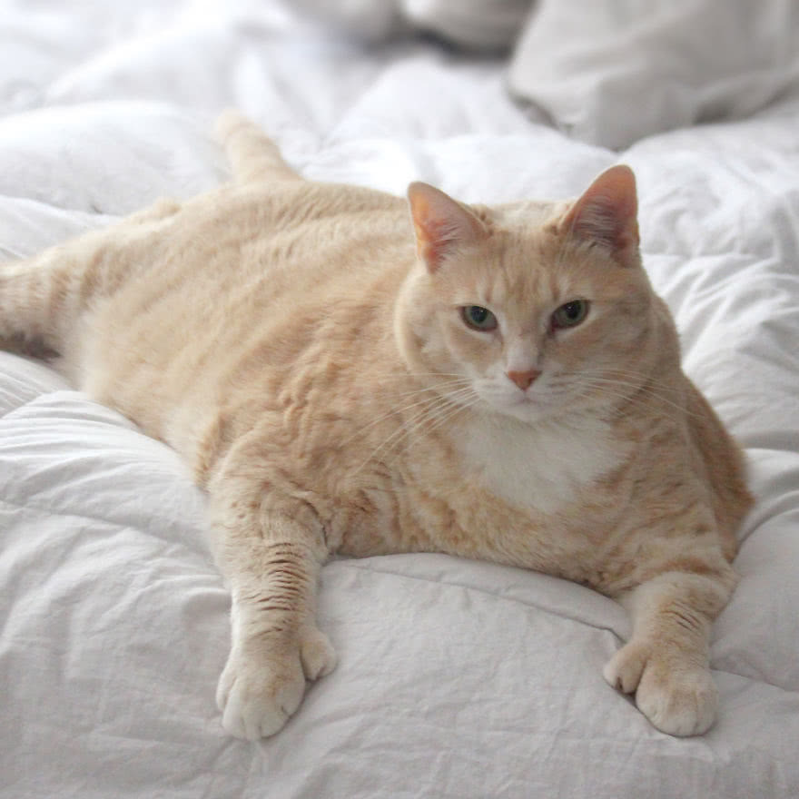这只大肥猫重达30斤胖成肉团如今被铲屎官逼着减肥