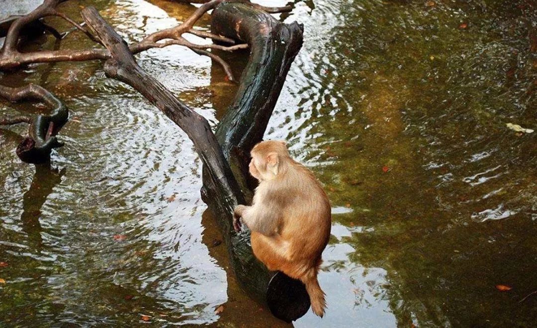 不饒恕的猴子