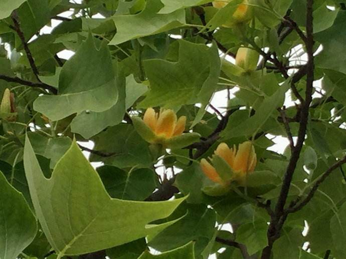 馬褂木是什麼樹鵝掌楸價格馬褂木種植方法鵝掌楸栽培技術