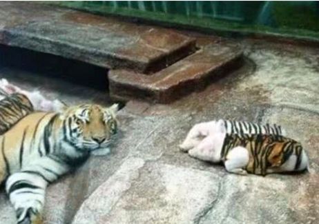 動物園老虎痛失虎寶寶，飼養員靈機一動，沒想到從此遊客不斷！ 萌寵 第2張