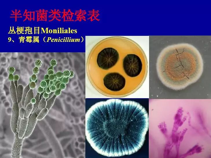 霉菌的种类图片