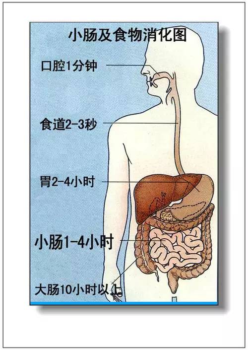 人體器官分部彩圖大全