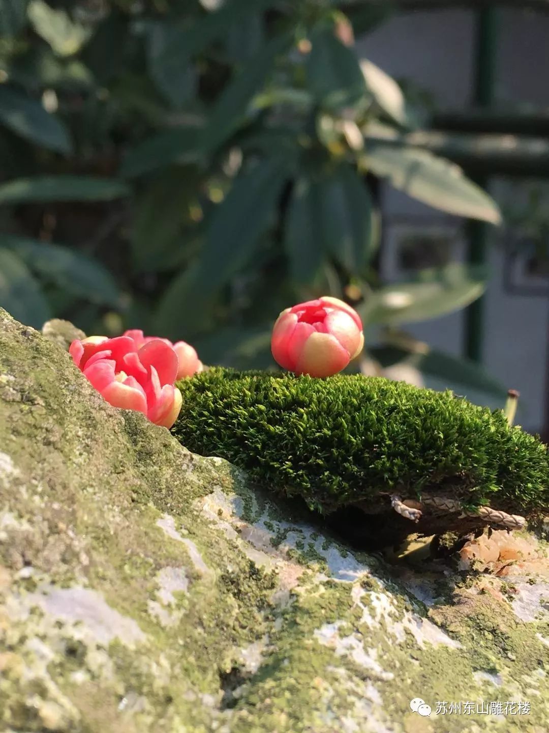 開花也是雕花樓的鎮宅寶樹了華東地區極其罕見故名