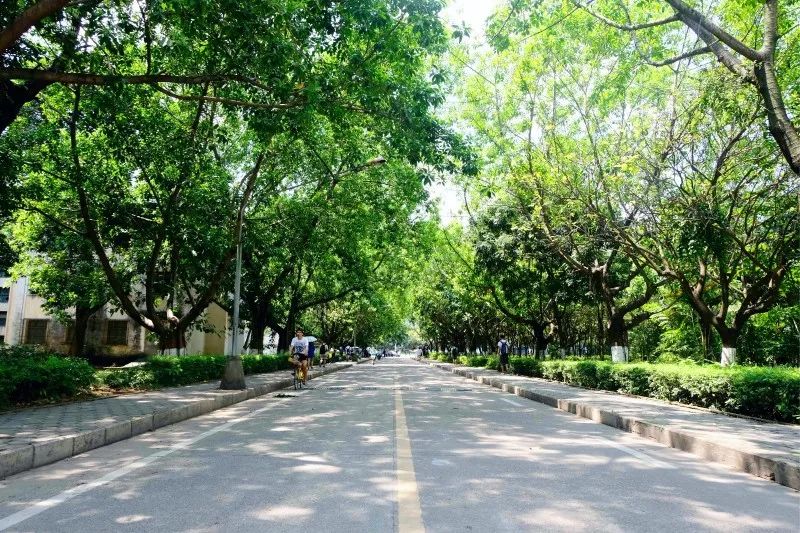 小黃車荷花池大禮堂校園風景﹏﹏﹏﹏藏書漫卷,靜日生香靜靜感受文字