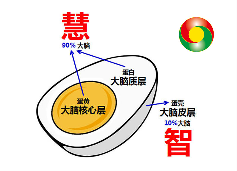 熊春锦德慧智图片