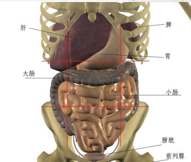 人体器官分布图背部图片