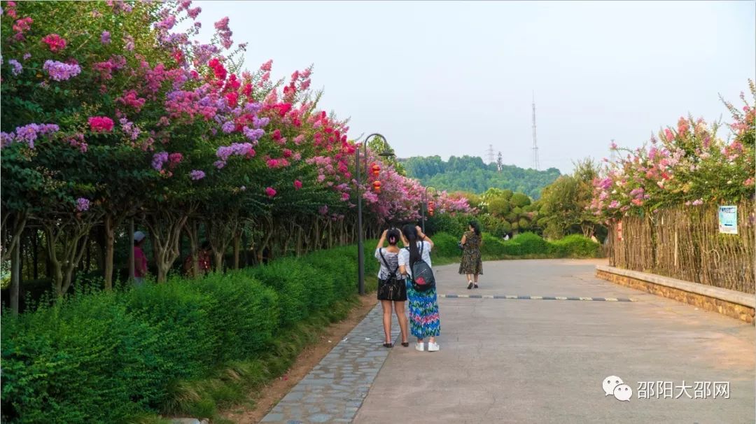 邵陽已成最美城市滿城紫薇花開美得讓人心醉