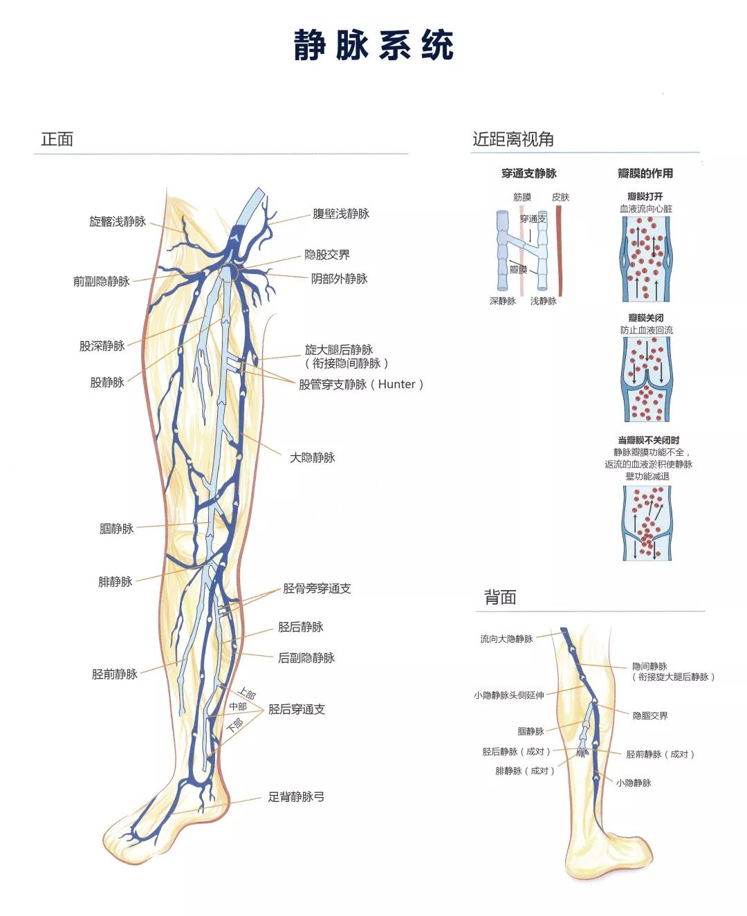 下肢静脉图谱图片