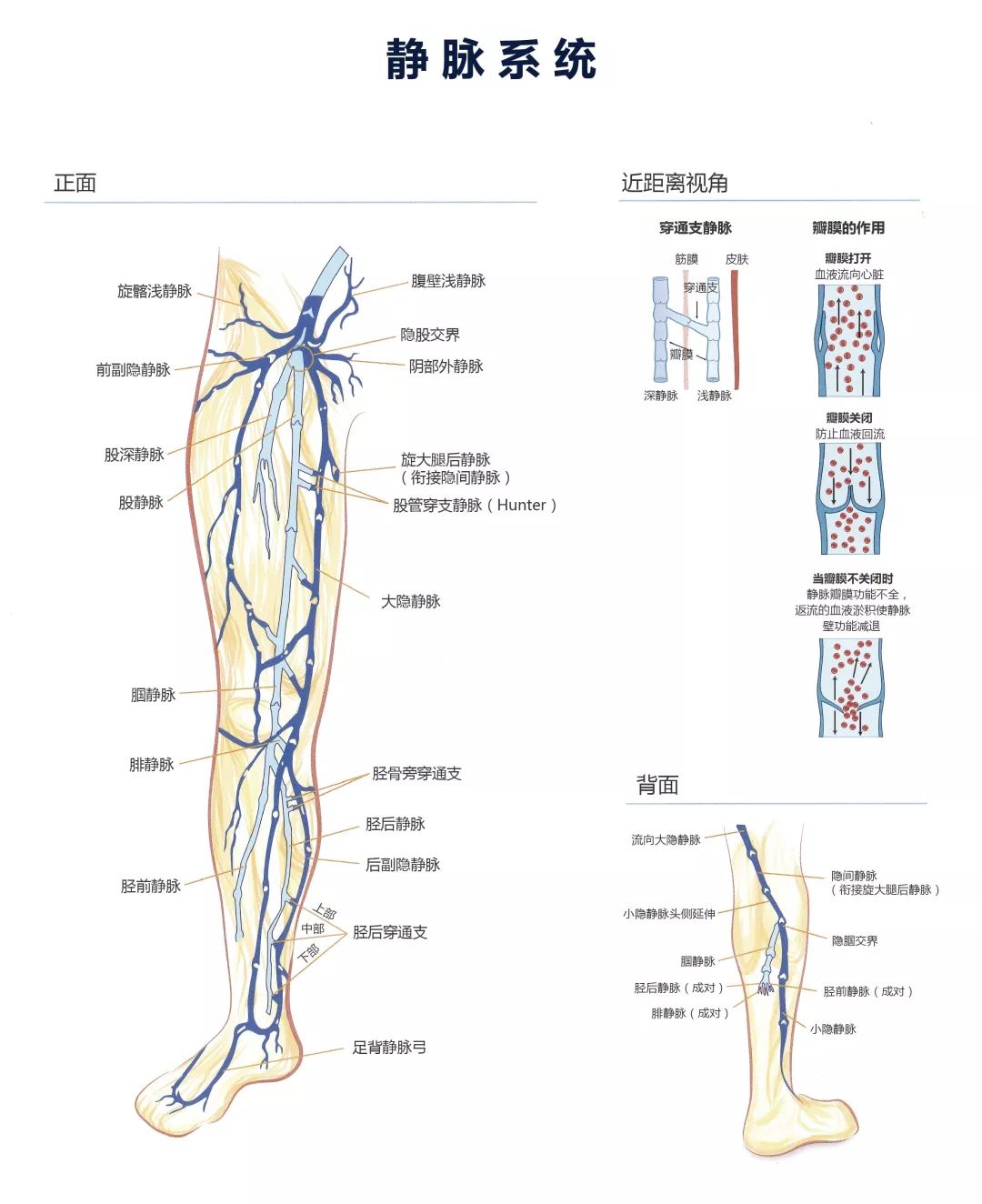 小腿血管走行图片