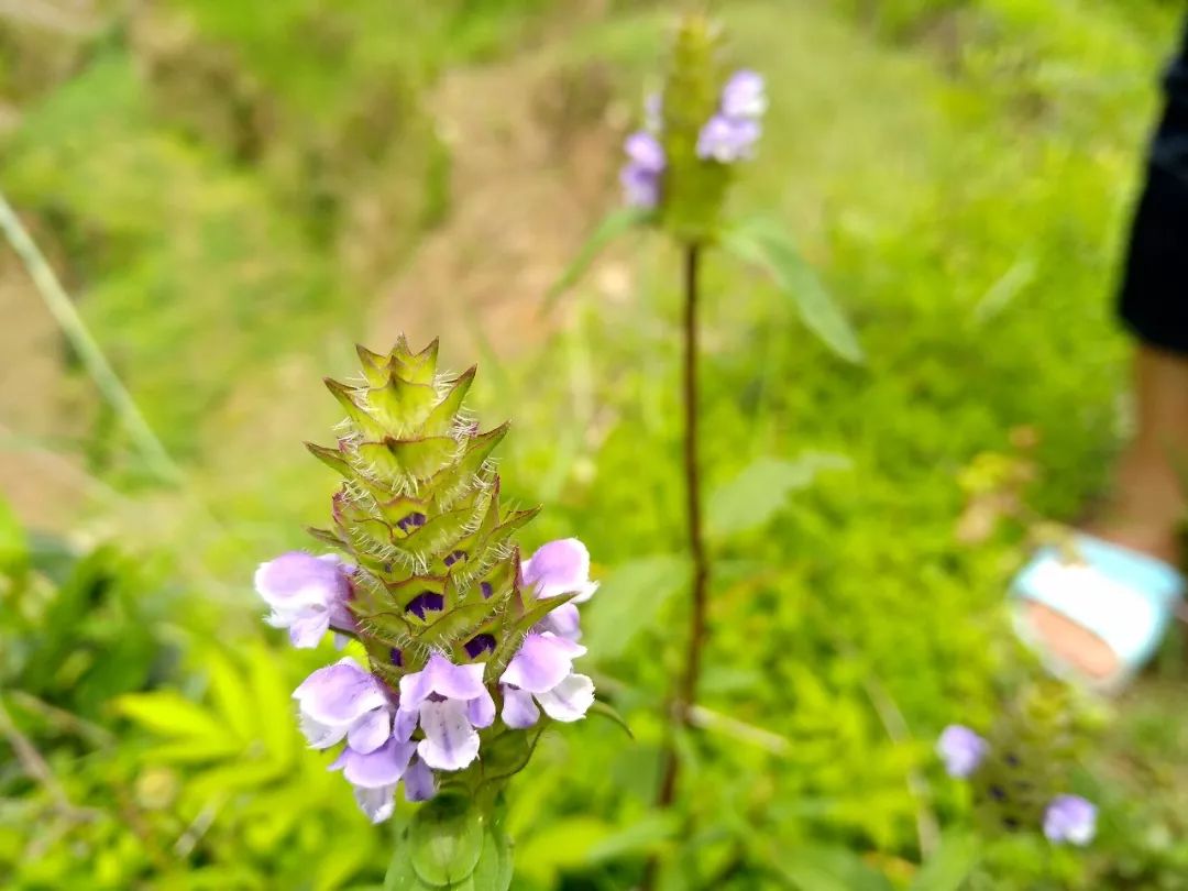 穗狀花序,開紫色花,花朵的開放順序沒有規律,既不從上到下,也不從下到