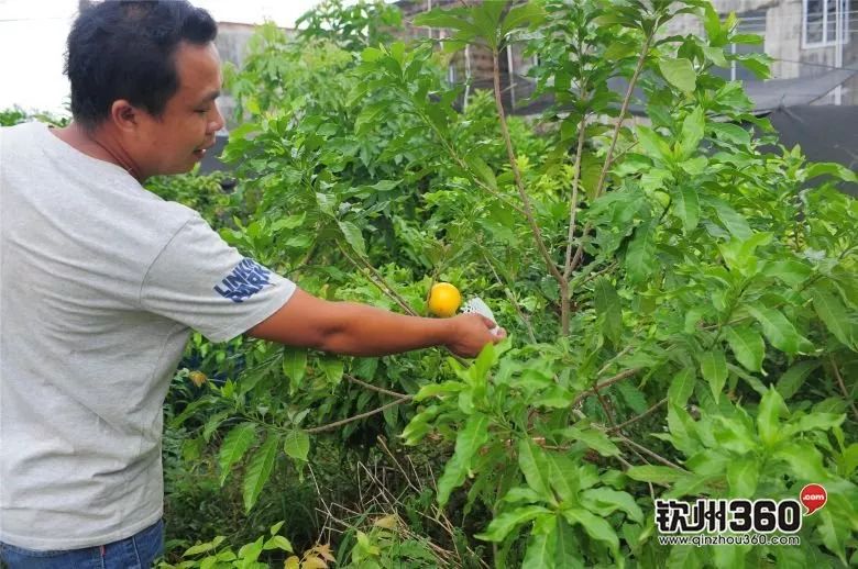 欽州哥仔返鄉斥巨資種植高端水果每斤80塊仍然一果難求