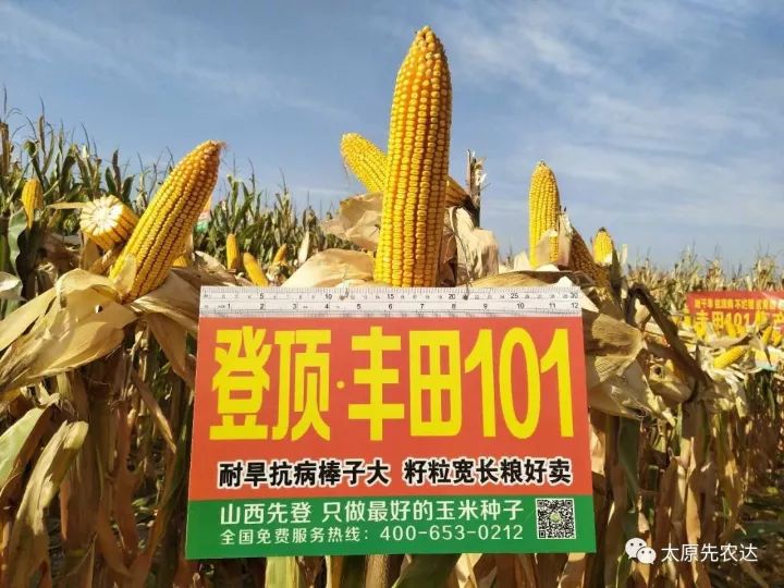 丰田310玉米品种介绍图片