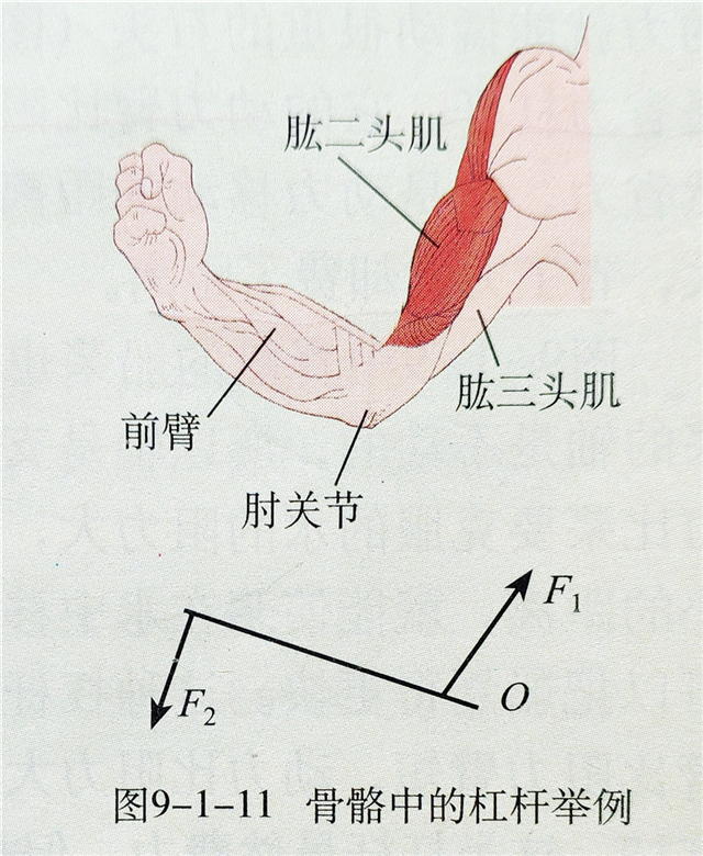 所以,此时的前臂骨骼可以看成一个杠杆,而肘关节就是杠杆绕着