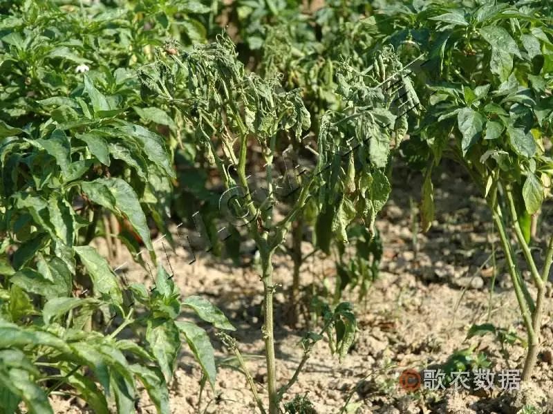 花生青枯病▼番茄青枯病▼(2)頂腐病夏季高溫高溼,是頂腐病發生的主要