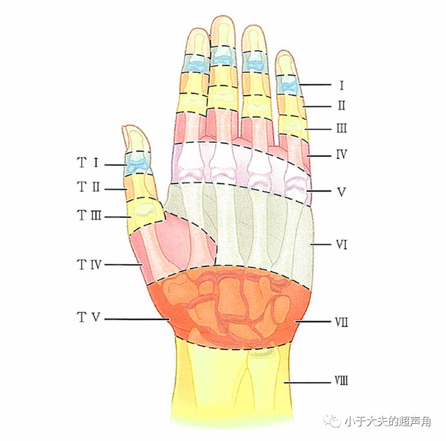 手部肌腱分区 8区法图片