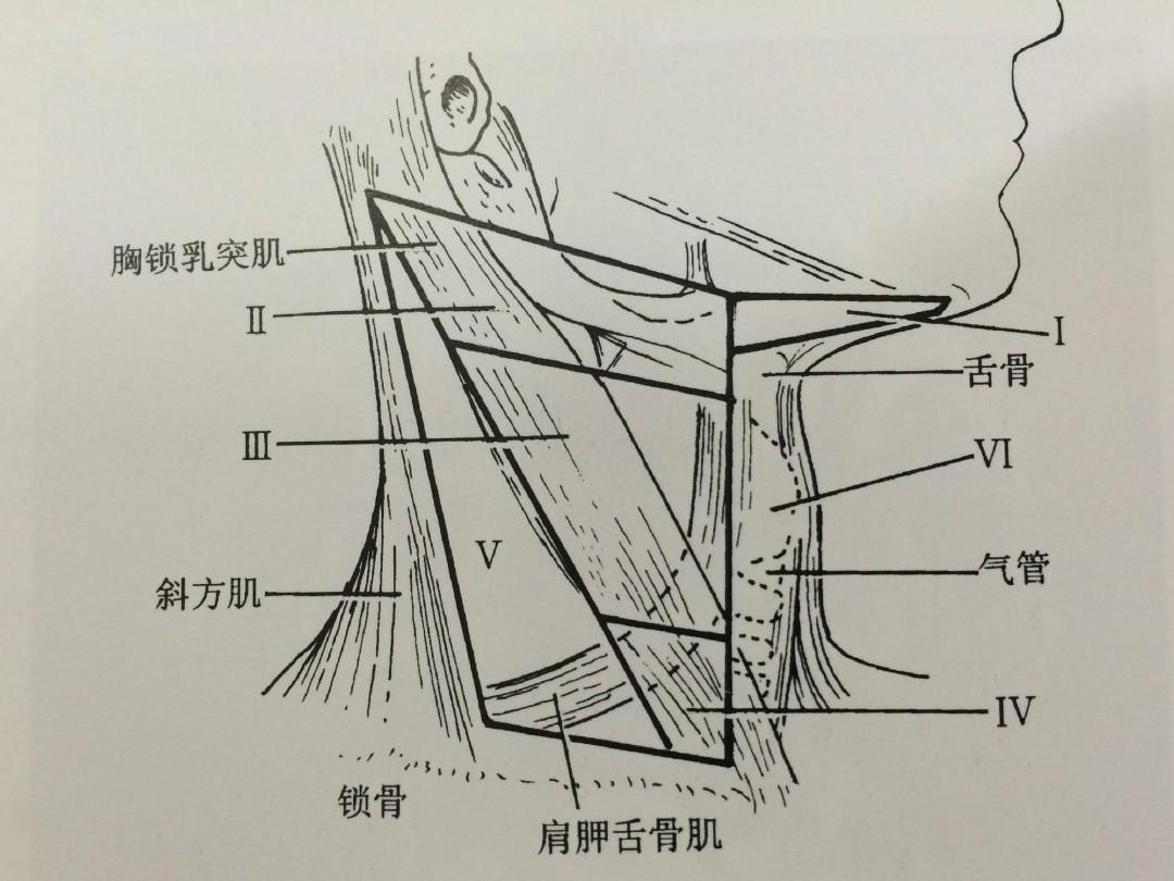 战区划分颈部