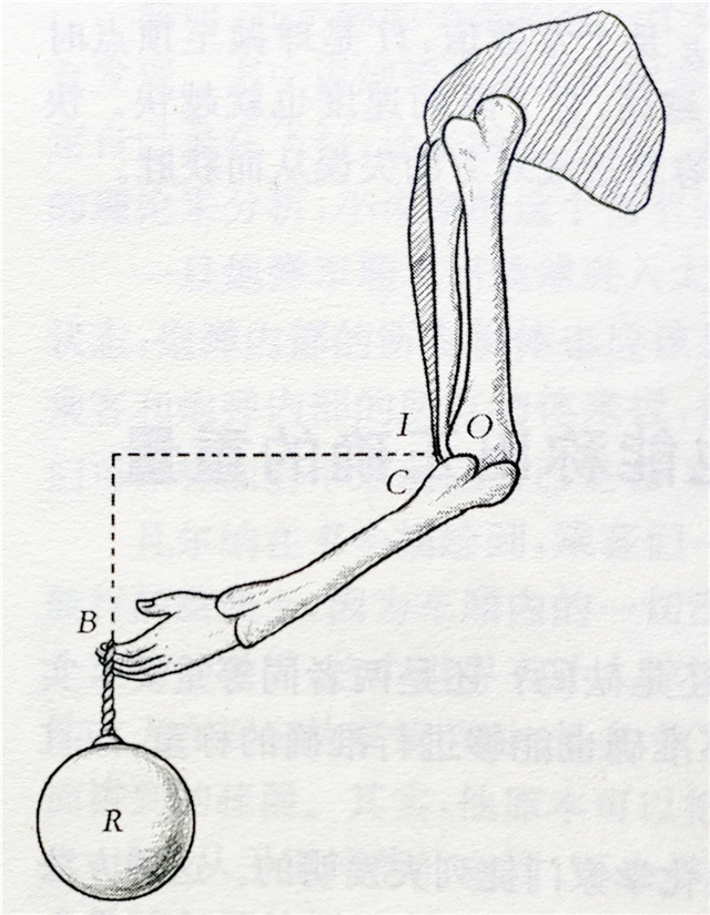 图中,人的前臂为一个杠杆,这个杠杆的支点位于关节上的o点,肱二头肌
