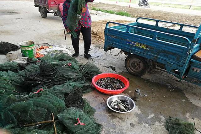 农民不出门打工,在家"玩"地笼,日进上千元