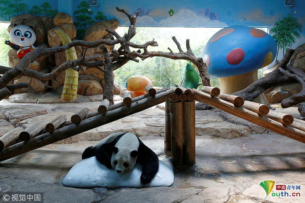 熊猫三胞胎庆祝4岁生日 全球唯一