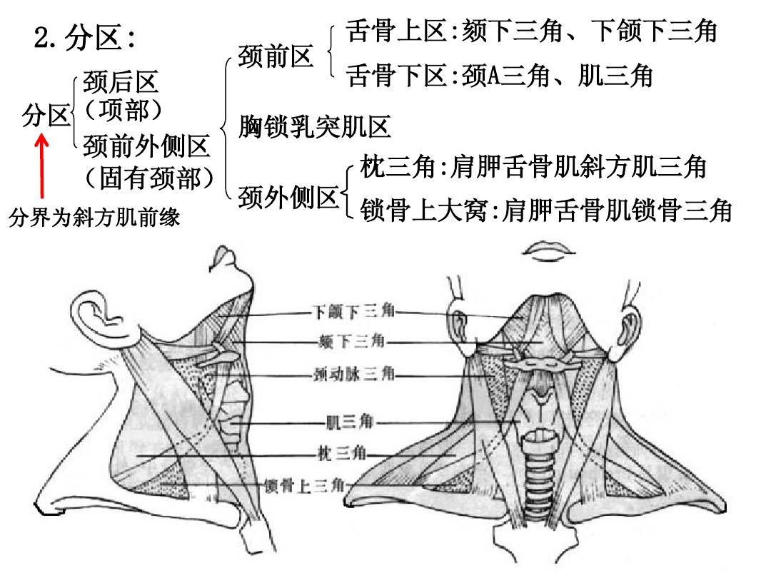 颈部分区包括固有颈部和项区 2