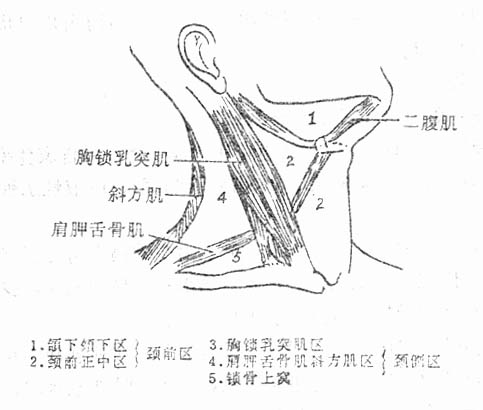 境界是胸锁乳突肌前缘,前正中线和下颌骨下缘,呈尖向下,底朝上的三角