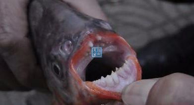 淡水鲳鱼牙齿图片