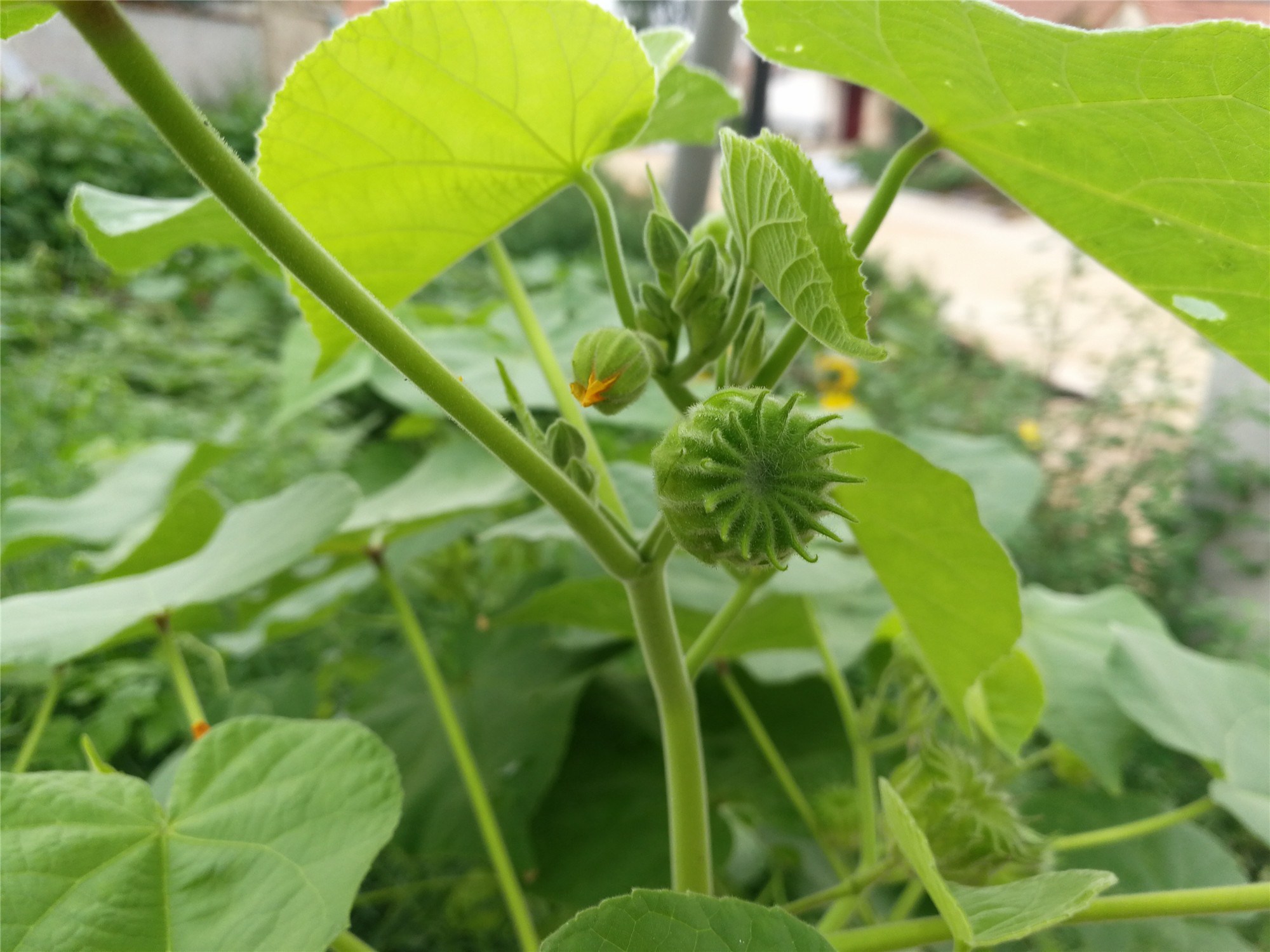 1/6這是農村常見的一種植物,學名叫苘,也叫苘麻,是一年生亞灌木草本